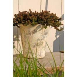 Homulica Volmary Sedum Mix 13 Cm Merkur Si