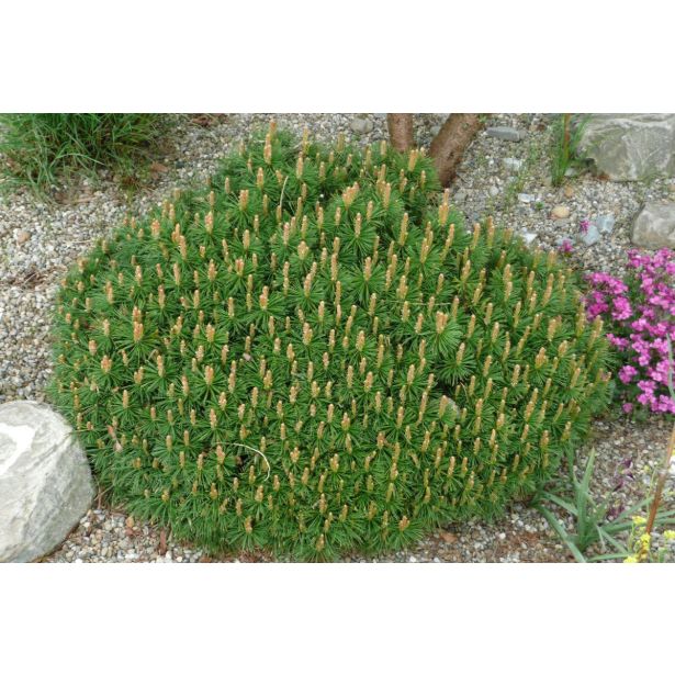 BOR PINUS MUGO BENJAMIN NA DEBLU L23 CM