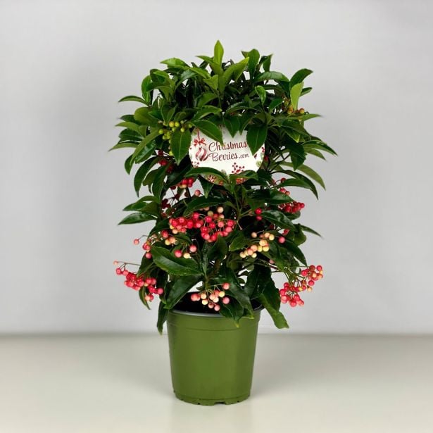 CVETOČA SOBNA RASTLINA ARDISIA "BOS PREMIUM" L14 CM