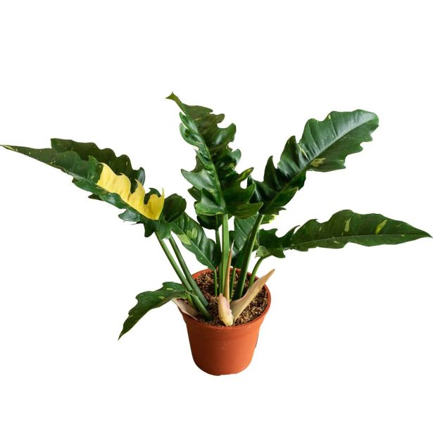 FILODENDRON RING OF FIRE L12 CM