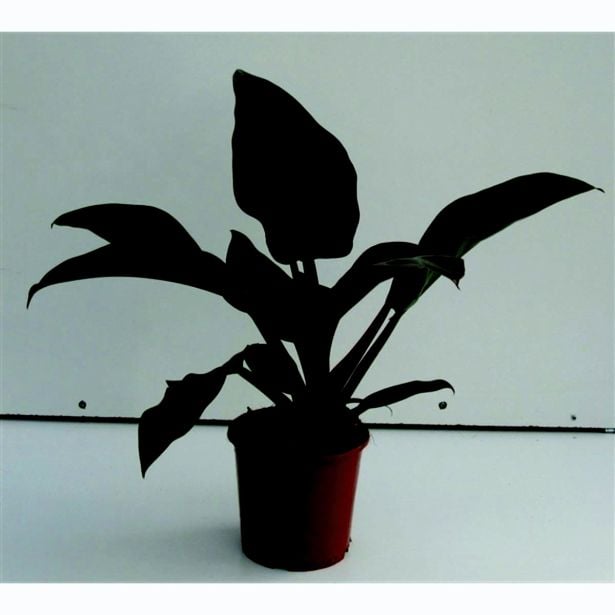 FILODENDRON RED L17