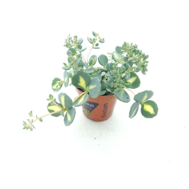 HOMULICA MEDIVARIEGATA L10 CM