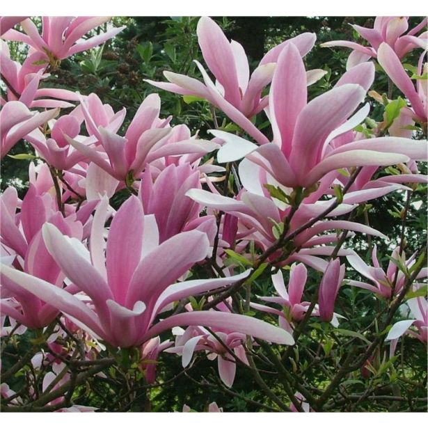 MAGNOLIJA HENRY KERN L3.5 L