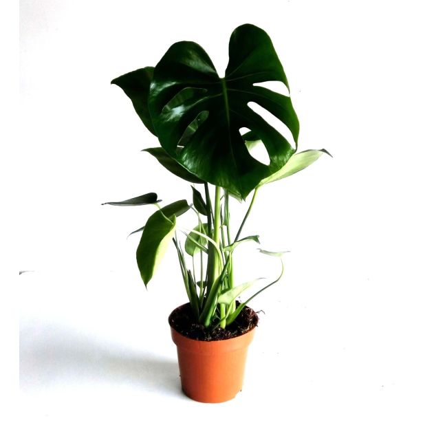 MONSTERA L14