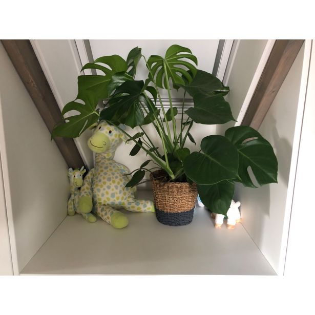 MONSTERA L14 CM