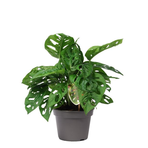 MONSTERA L15