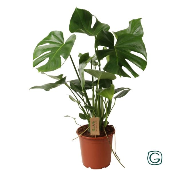 MONSTERA L17 CM