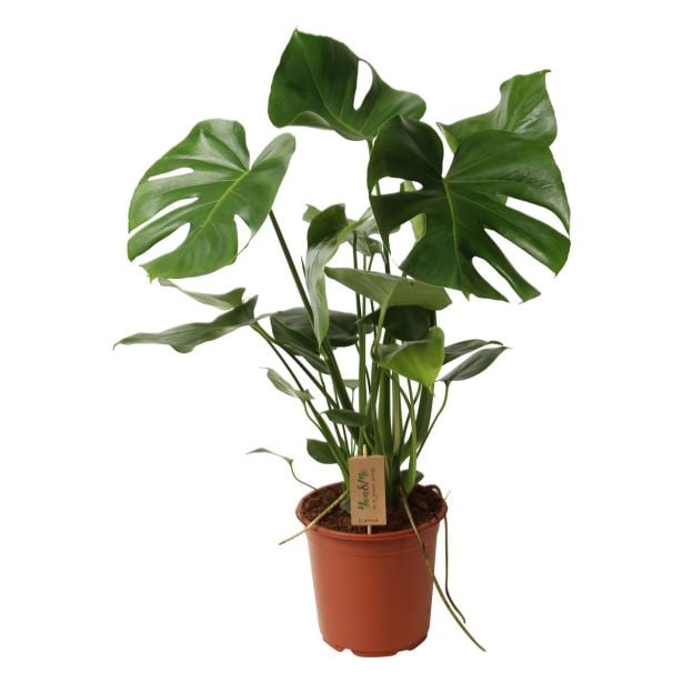 MONSTERA L21 CM