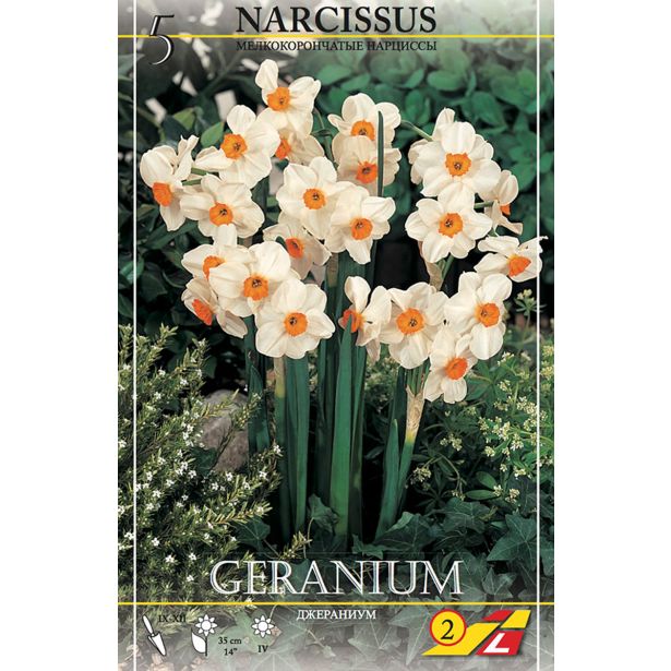 NARCISE GERANIUM