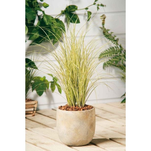 OKRASNA TRAVA CAREX L8 CM