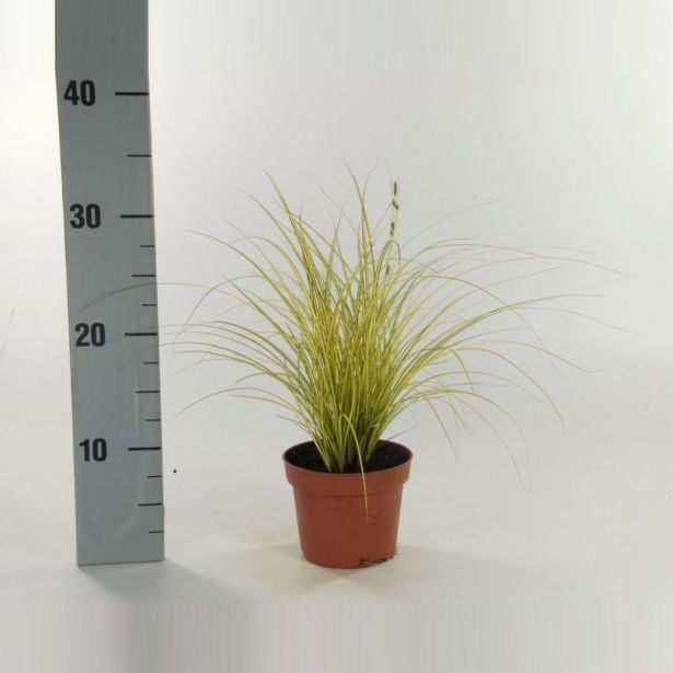 OKRASNA TRAVA CAREX L8 CM