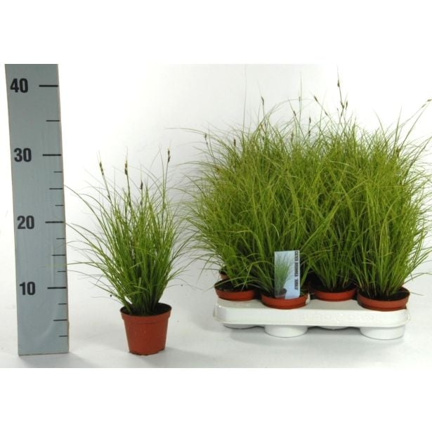 OKRASNA TRAVA CAREX L8 CM