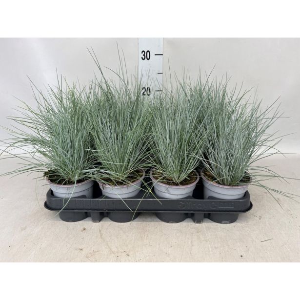 OKRASNA TRAVA FESTUCA L8 CM