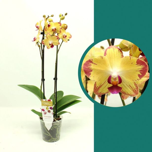 ORHIDEJA FALENOPSIS PREMIUM XL 2ST L12