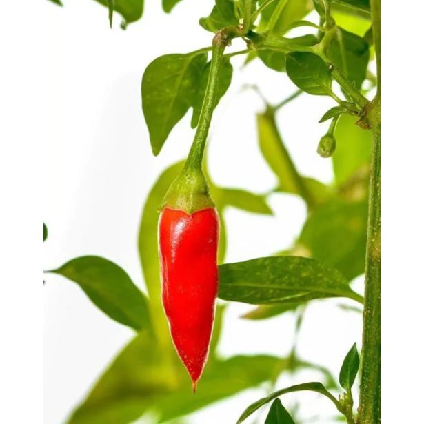 PAMETNA SEMENA TREGREN HABANERO ZA PAMETNI VRTIČEK