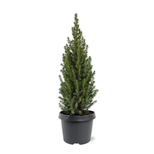 SMREKA GLAUCA PERFECTA L19 CM