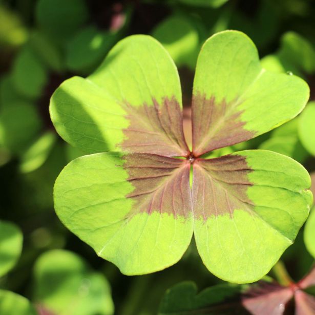 SOBNA ZELENA RASTLINA OXALIS Z DIMNIKARČKOM L8 CM