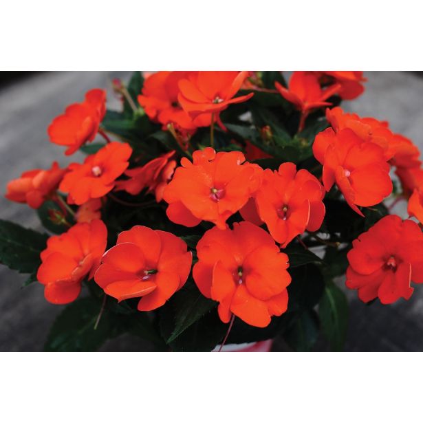 SONČNA VODENKA VOLMARY IMPATIENS X HYBRIDA SUNPATIENS L12