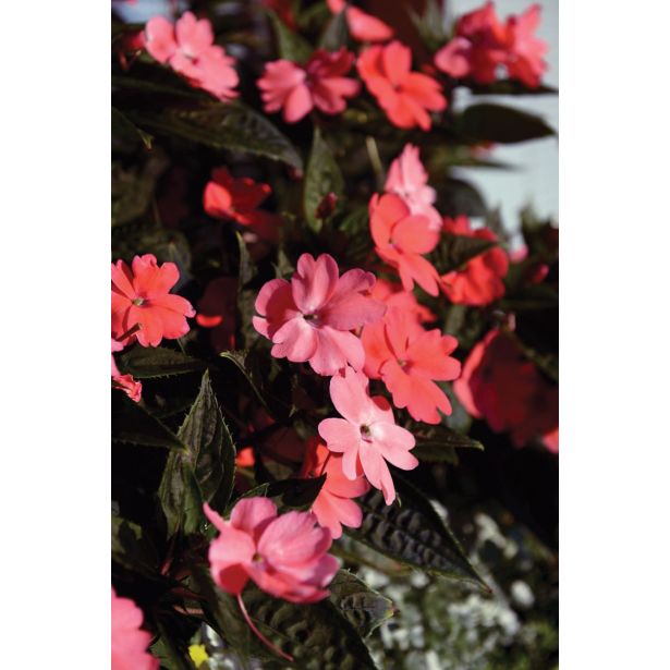 SONČNA VODENKA VOLMARY IMPATIENS X HYBRIDA SUNPATIENS L12