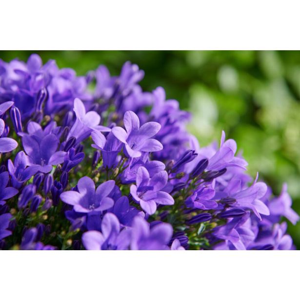 TRAJNICA CAMPANULA (ZVONČNICA) L10.5 CM