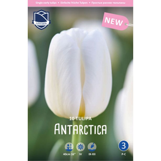 TULIPANI ANTARCTICA