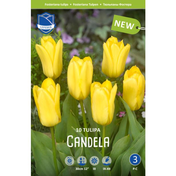 TULIPANI CANDELA