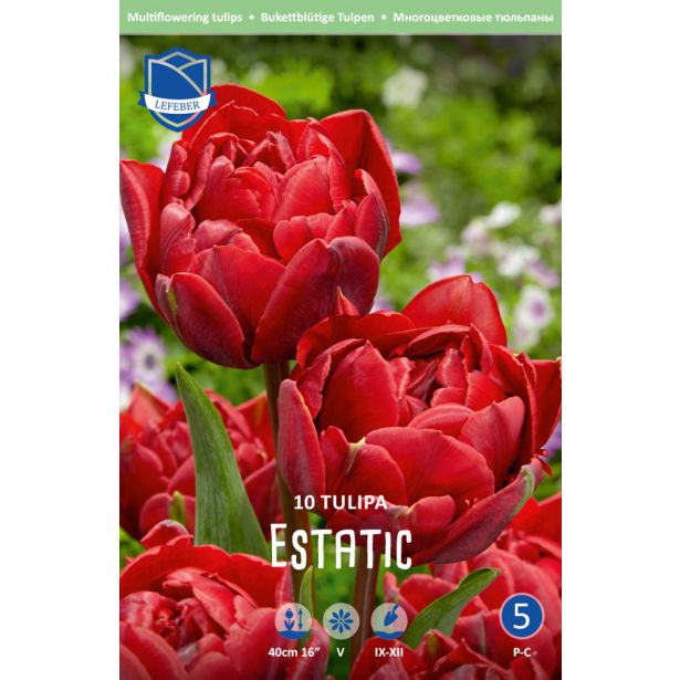 TULIPANI ESTATIC