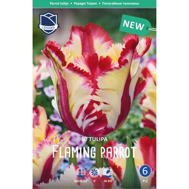 TULIPANI FLAMING PARROT