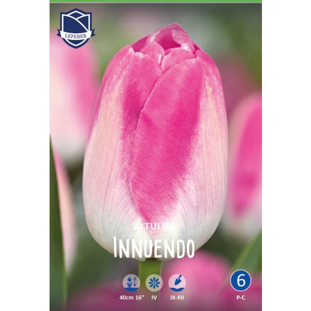 TULIPANI INNUENDO