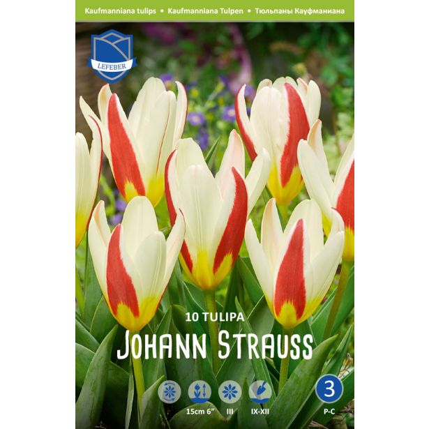 TULIPANI JOHANN STRAUSS