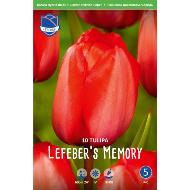 TULIPANI LEFEBERS MEMORY