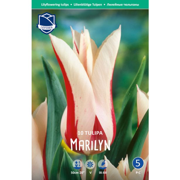 TULIPANI MARILYN