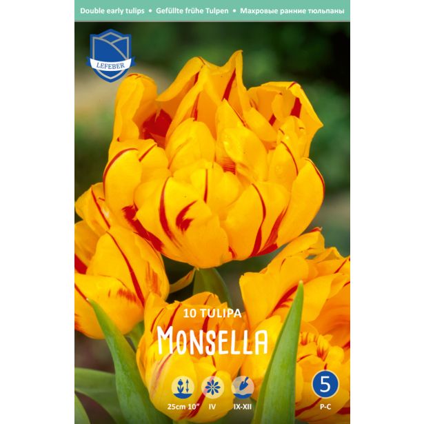 TULIPANI MONSELLA