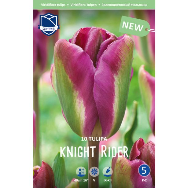 TULIPANI NIGHT RIDER