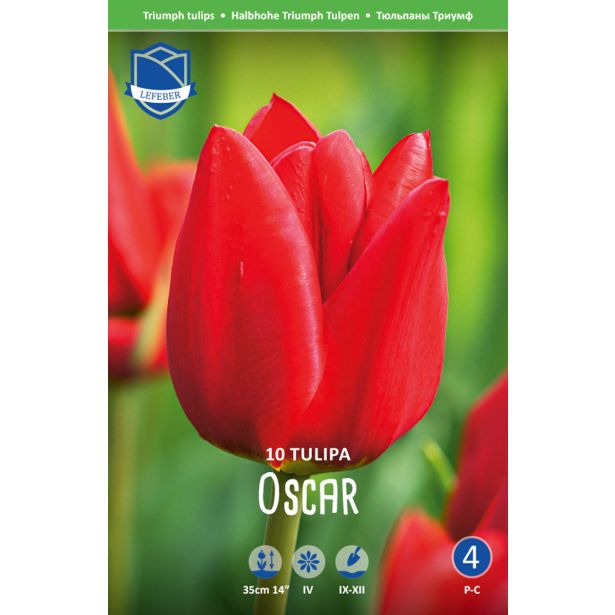 TULIPANI OSCAR