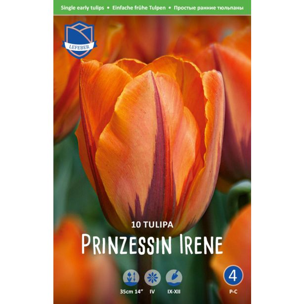 TULIPANI PRINZESSE IRENE