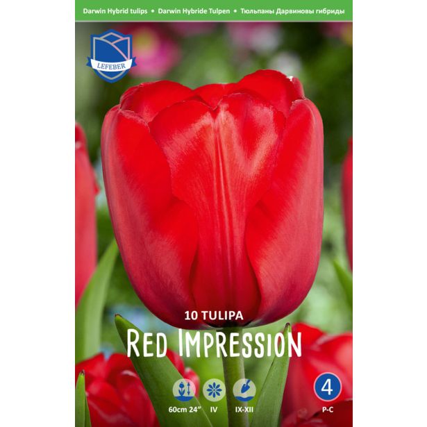 TULIPANI RED IMPRESSION