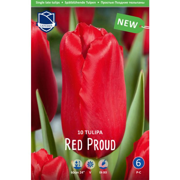 TULIPANI RED PROUD