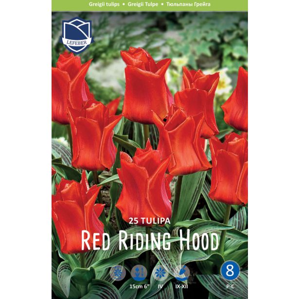 TULIPANI RED RIDING HOOD