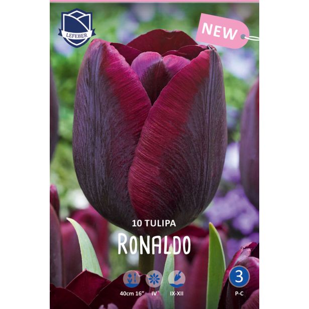 TULIPANI RONALDO