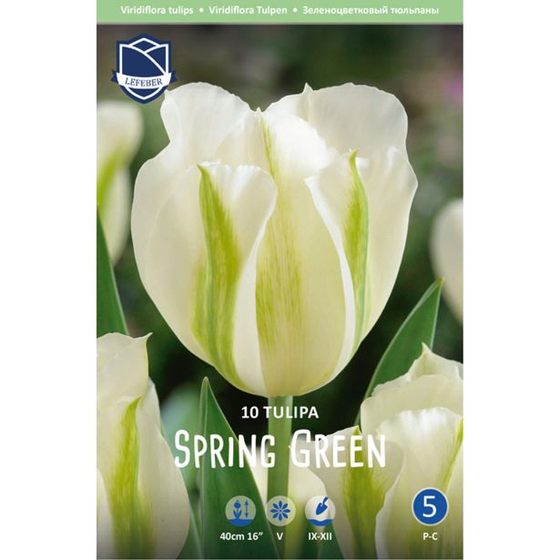 TULIPANI SPRING GREEN