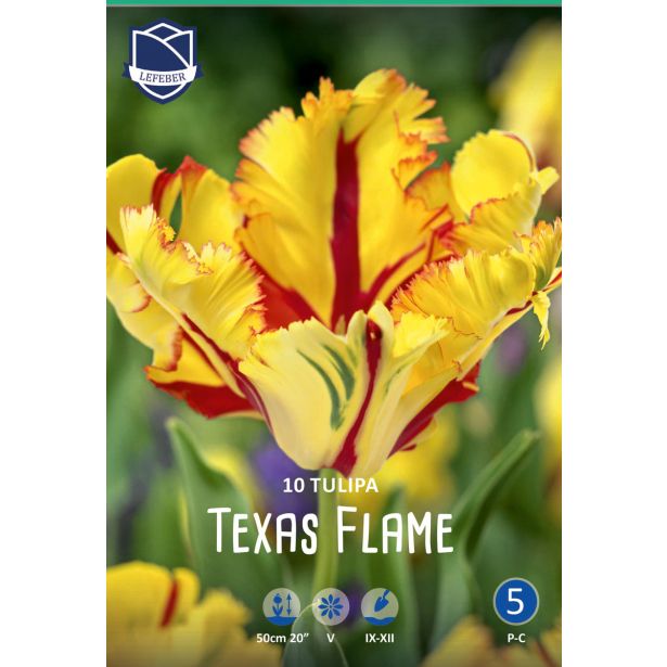 TULIPANI TEXAS FLAME