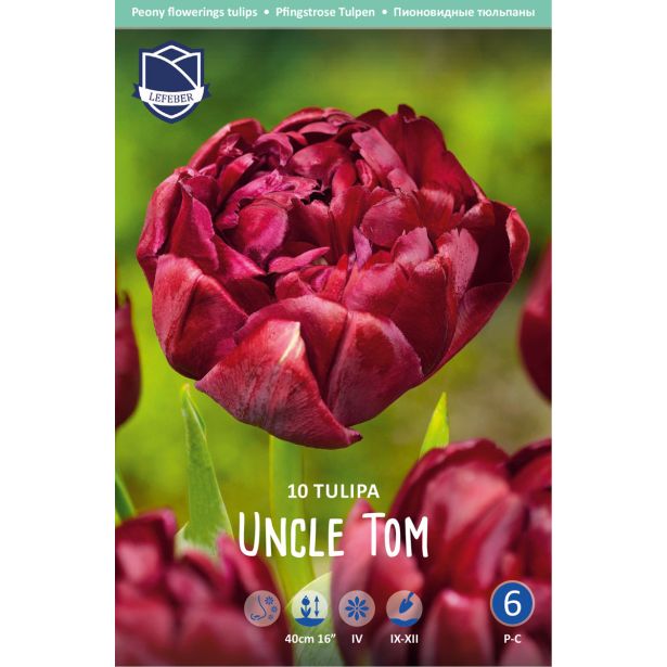 TULIPANI UNCLE TOM