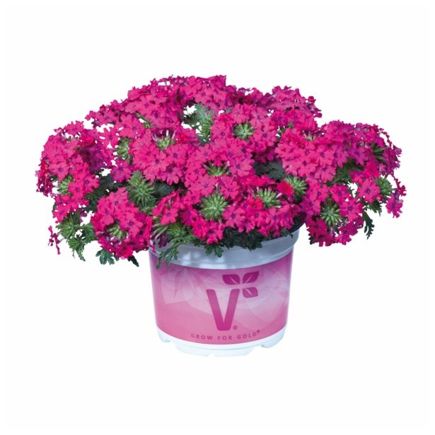 VERBENA VOLMARY PERUVIANA VECTURA L12