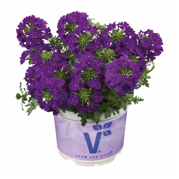 VERBENA VOLMARY PERUVIANA VECTURA L12