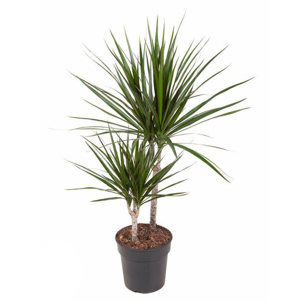 ZMAJEVKA MARGINATA 2ST L19 CM