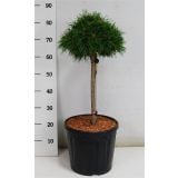 BOR PINUS MUGO BENJAMIN NA DEBLU L23 CM