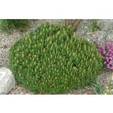 BOR PINUS MUGO BENJAMIN NA DEBLU L23 CM