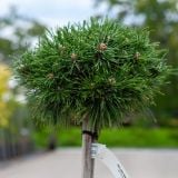 BOR PINUS MUGO BENJAMIN NA DEBLU L23 CM