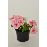 ENOLETNICA IMPATIENS WALLERIANA L9